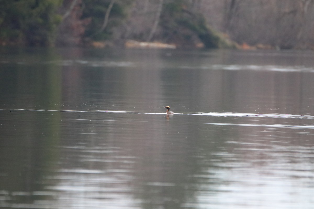 Horned Grebe - ML620450967