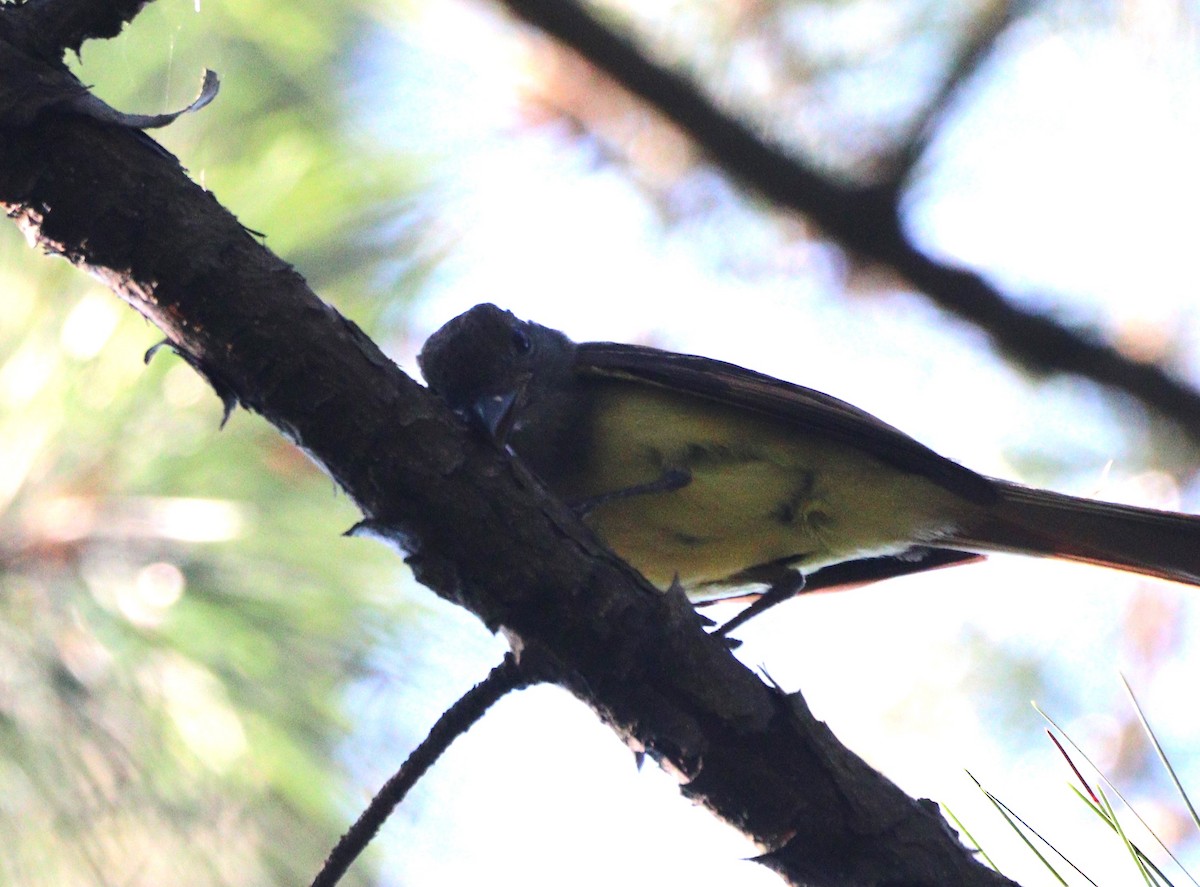 Great Crested Flycatcher - ML620450970