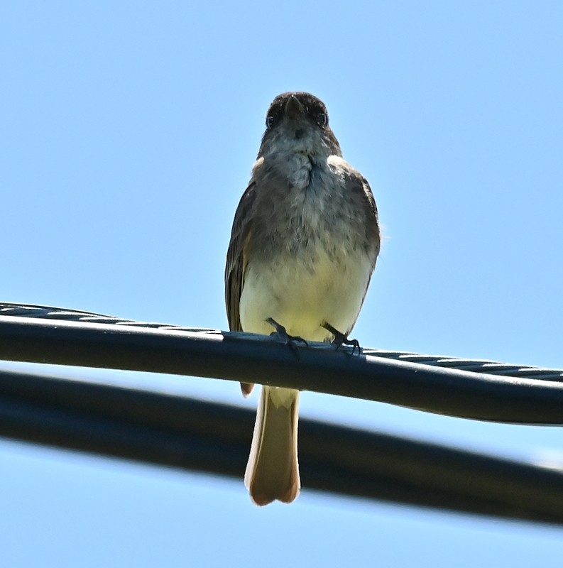 Eastern Phoebe - ML620450974