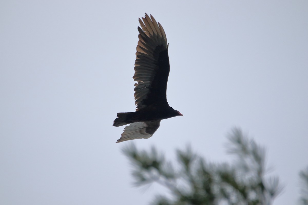 Turkey Vulture - ML620450978