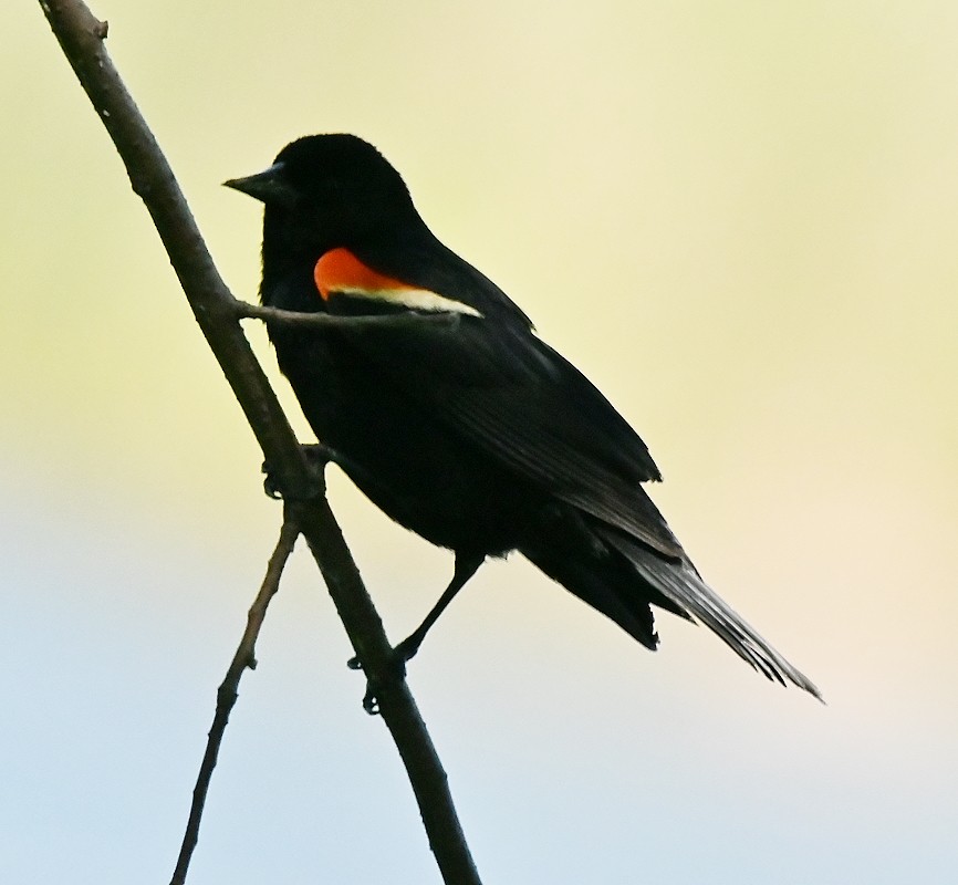 Red-winged Blackbird - ML620450981