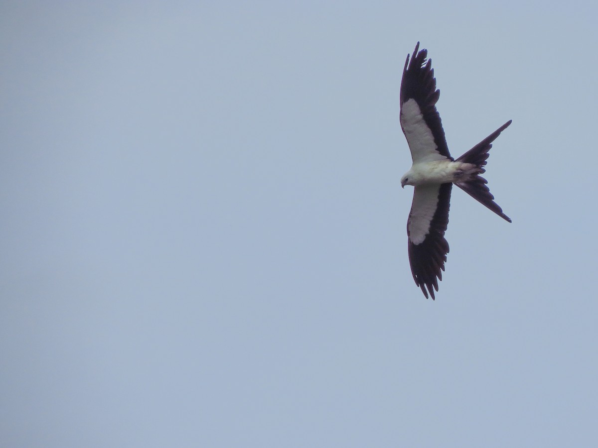 Swallow-tailed Kite - ML620450982