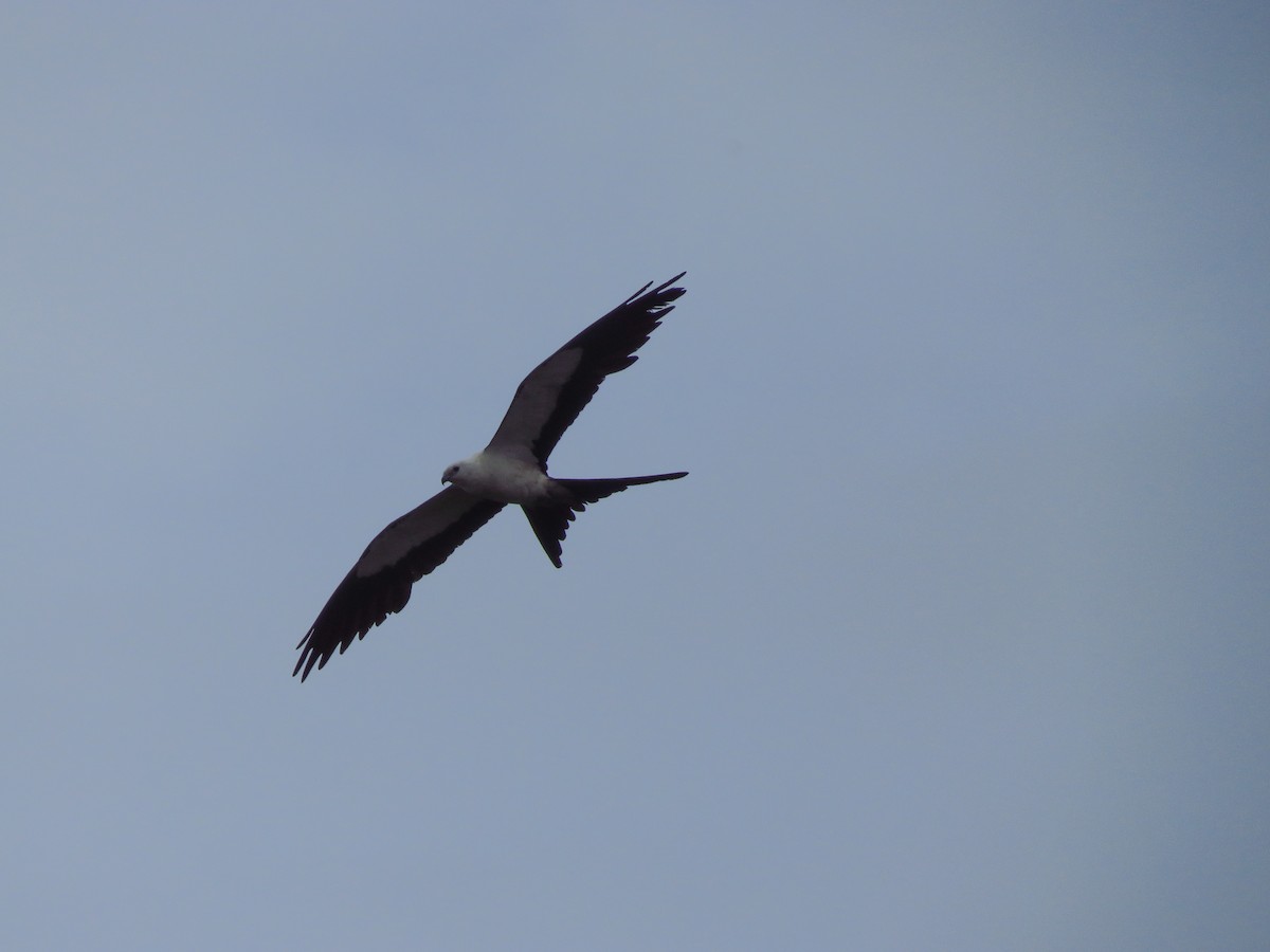 Swallow-tailed Kite - ML620450983
