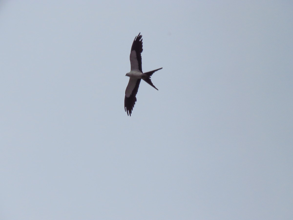 Swallow-tailed Kite - ML620450984