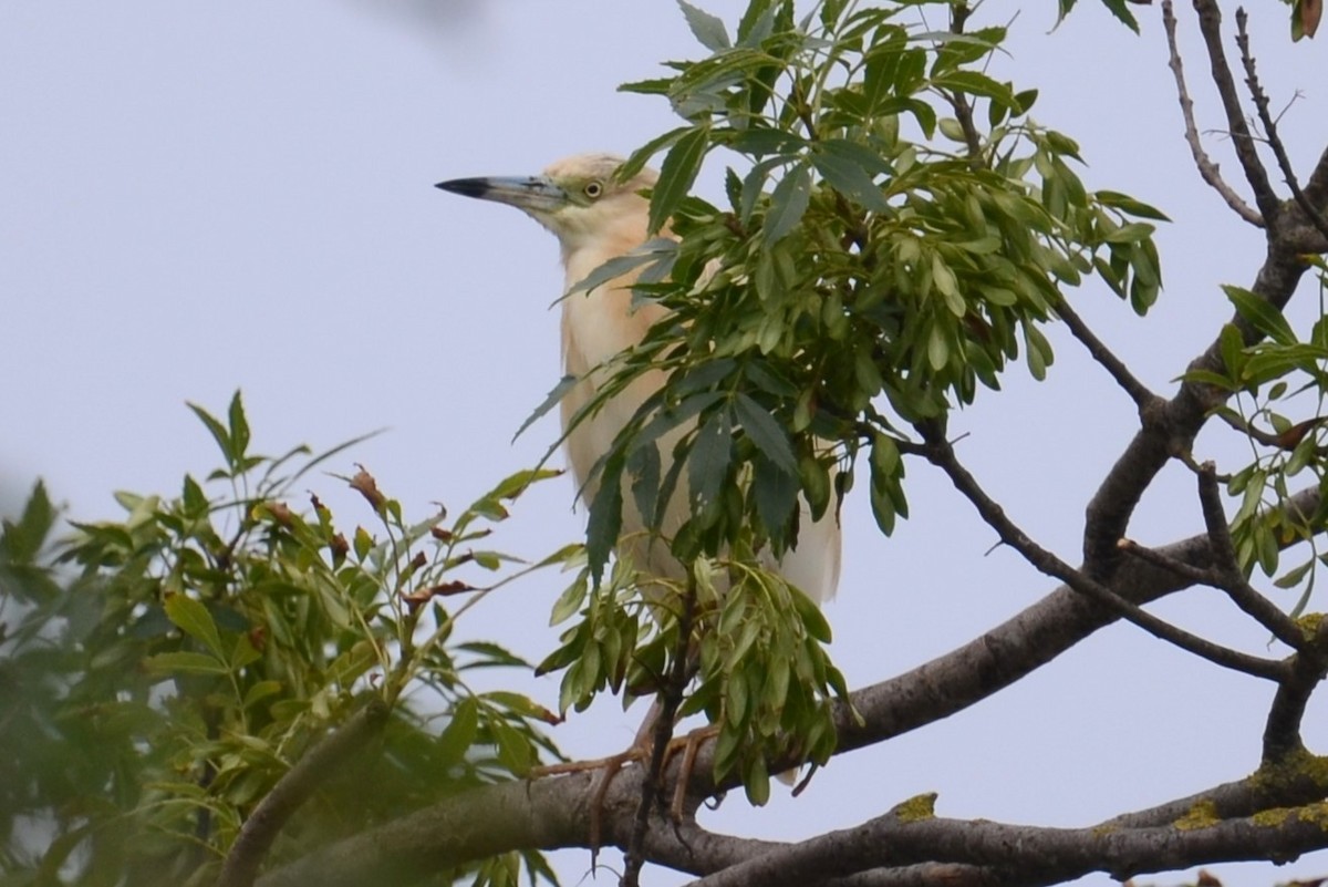 Squacco Heron - ML620450985