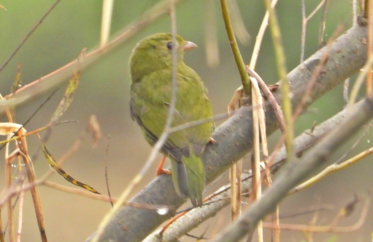 Manakin à longue queue - ML620450991