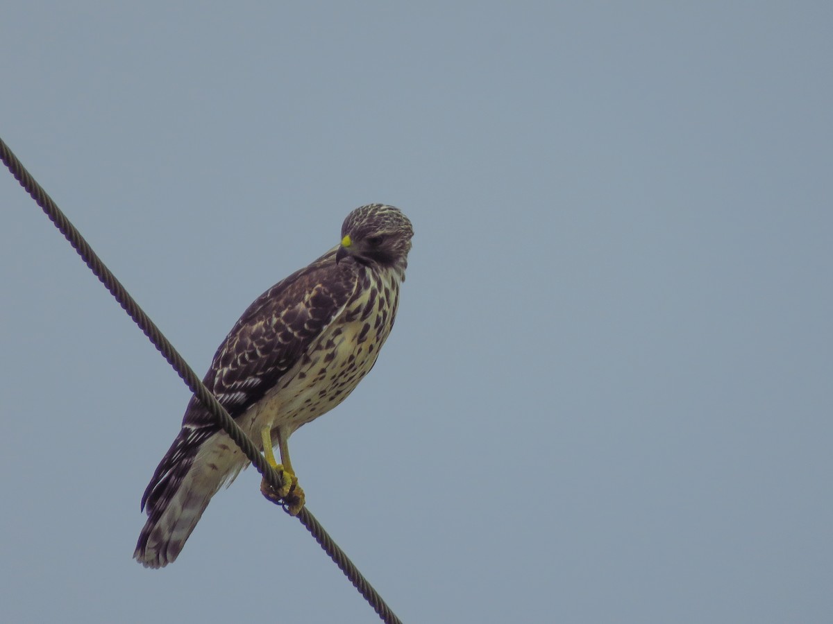 Red-shouldered Hawk - ML620450992