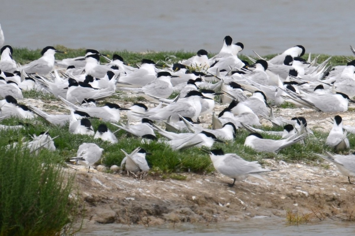 Sandwich Tern (Eurasian) - ML620451002