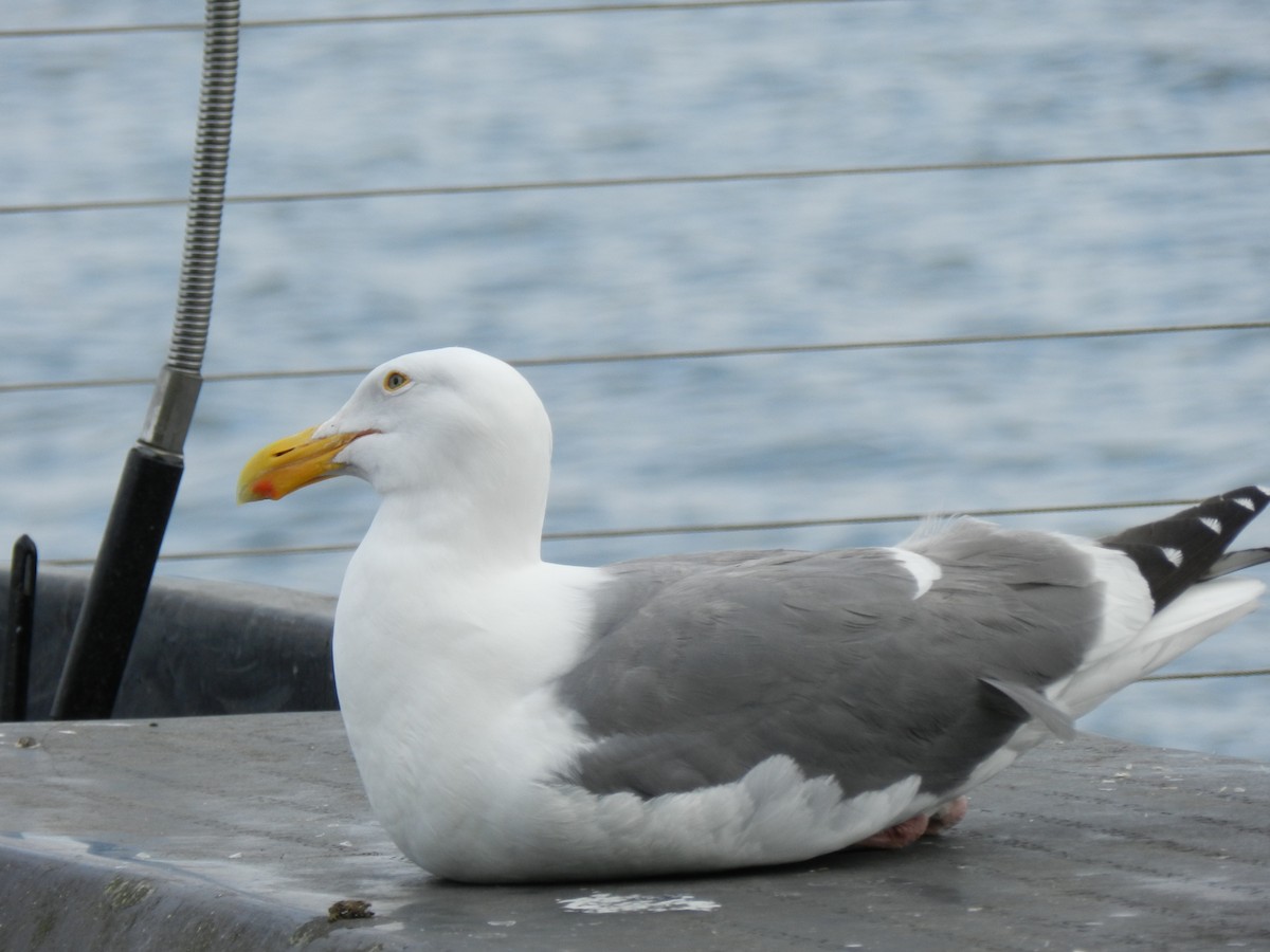 Western Gull - ML620451003