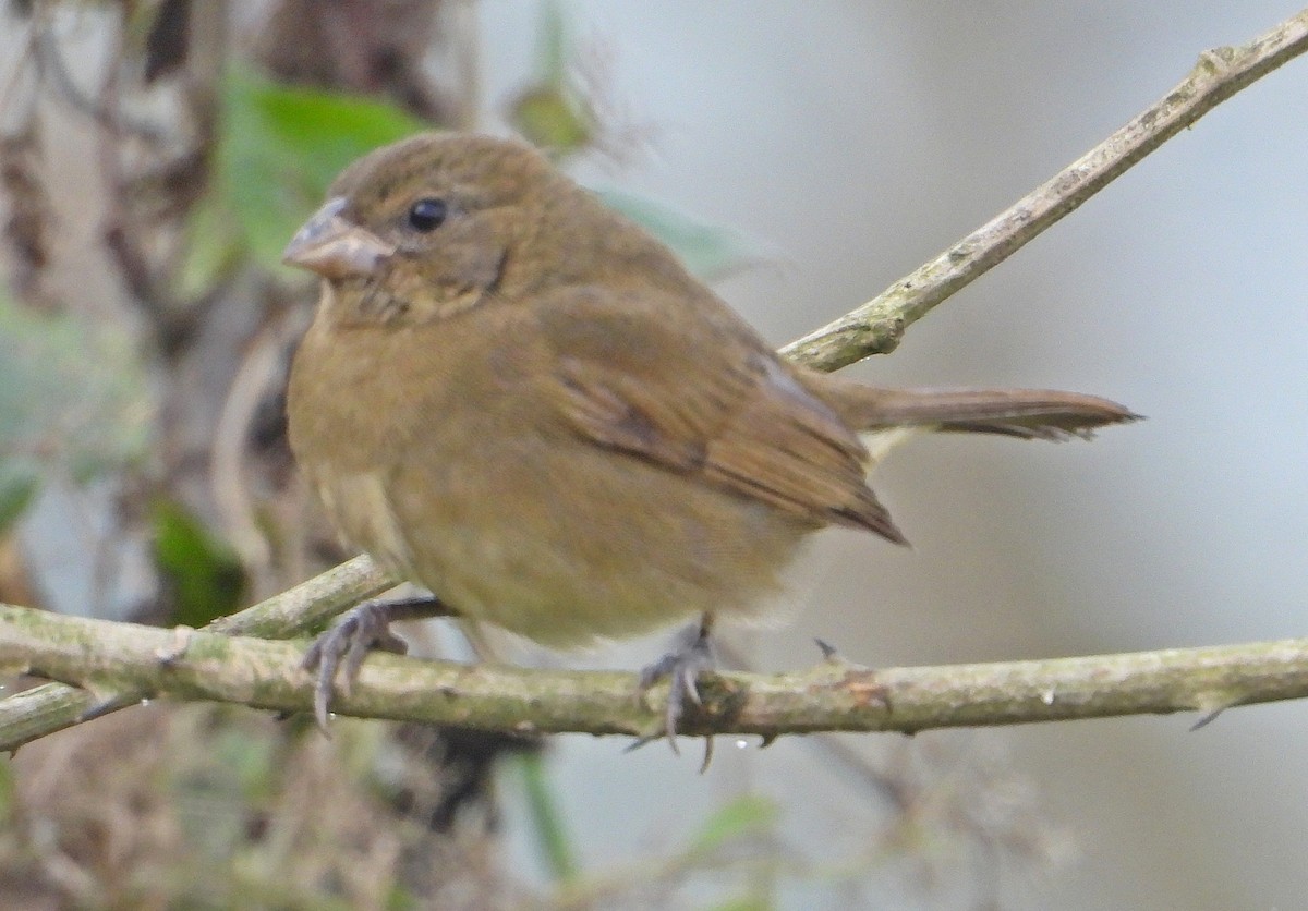 Sooty Grassquit - ML620451011