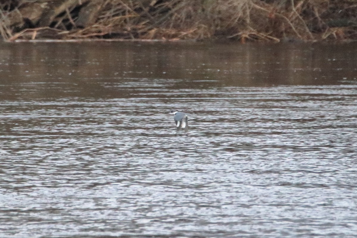 Belted Kingfisher - ML620451016