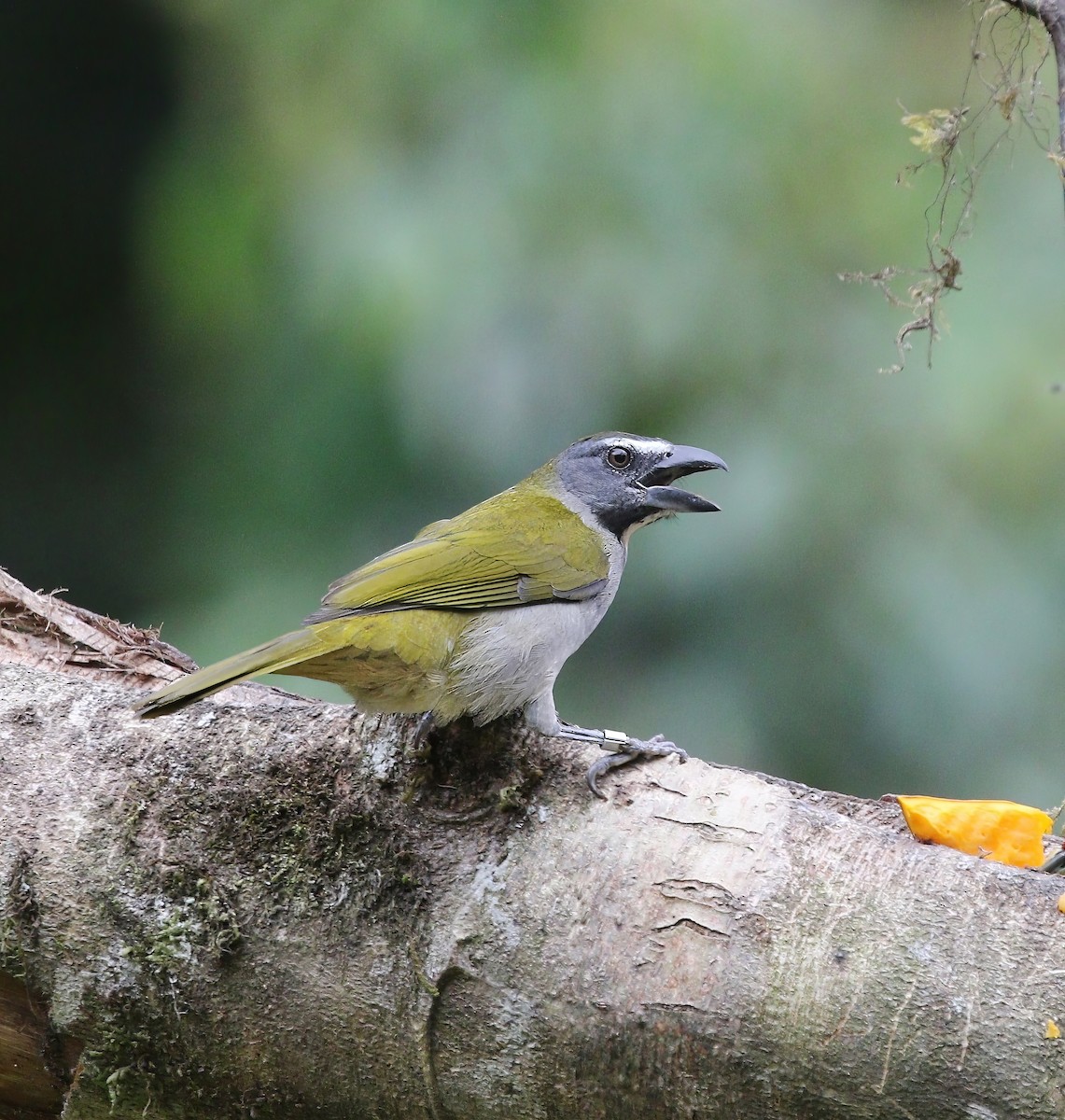 Buff-throated Saltator - ML620451020