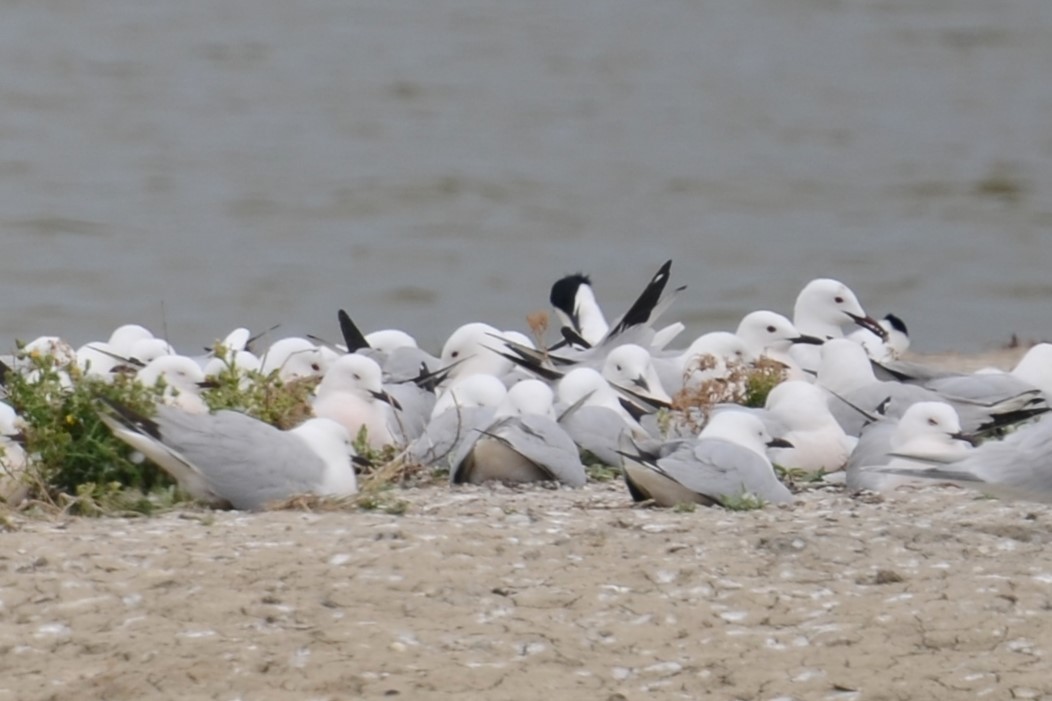 Slender-billed Gull - ML620451029