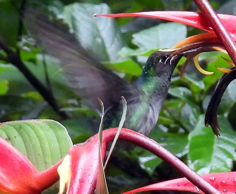 Colibrí Morado - ML620451030