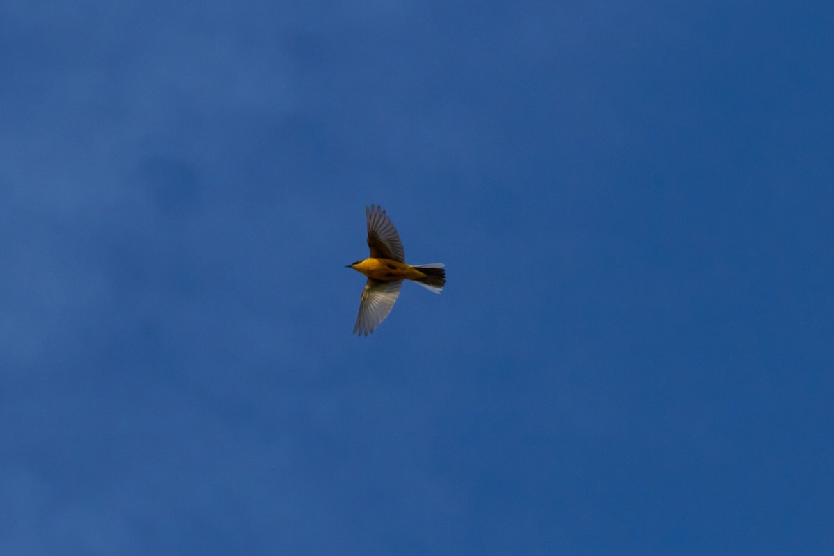 Eastern Yellow Wagtail - ML620451034