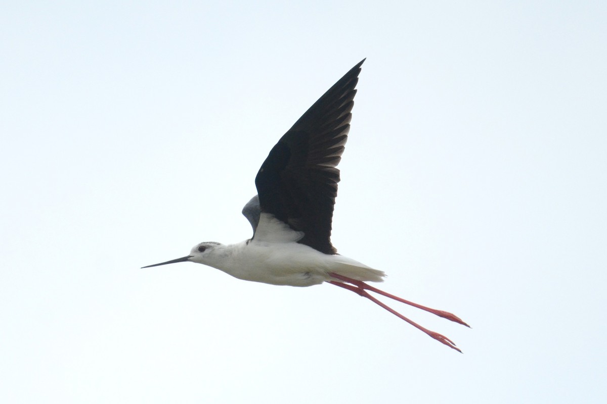 Black-winged Stilt - ML620451054