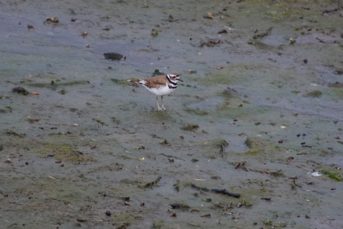 Killdeer - ML620451059