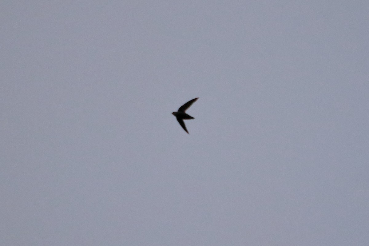 Chimney Swift - ML620451063