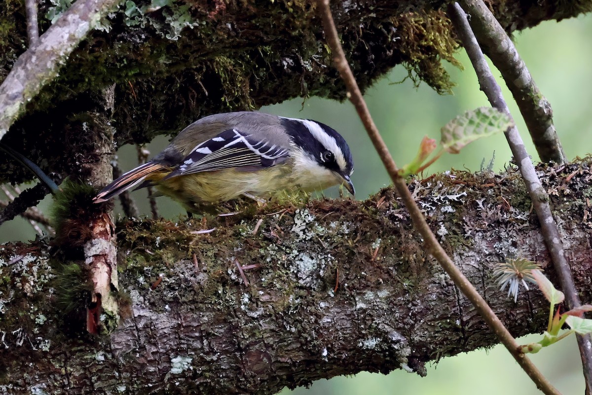 Red-tailed Minla - ML620451072