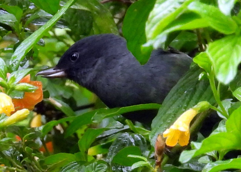 Slaty Flowerpiercer - ML620451074