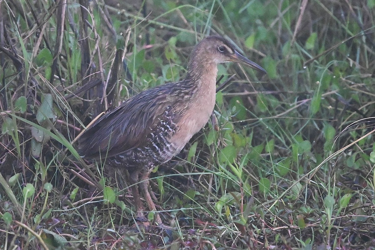 オウサマクイナ（elegans） - ML620451078