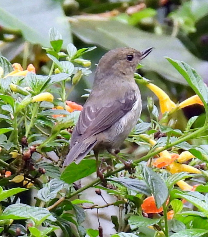 Slaty Flowerpiercer - ML620451082