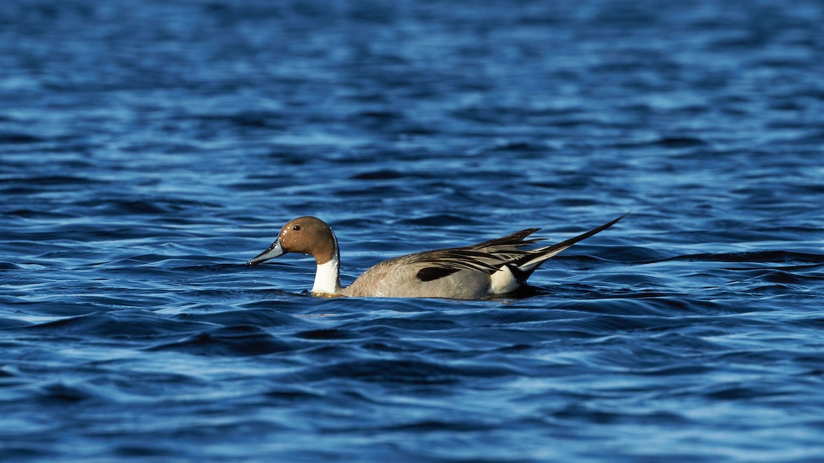 Northern Pintail - ML620451089