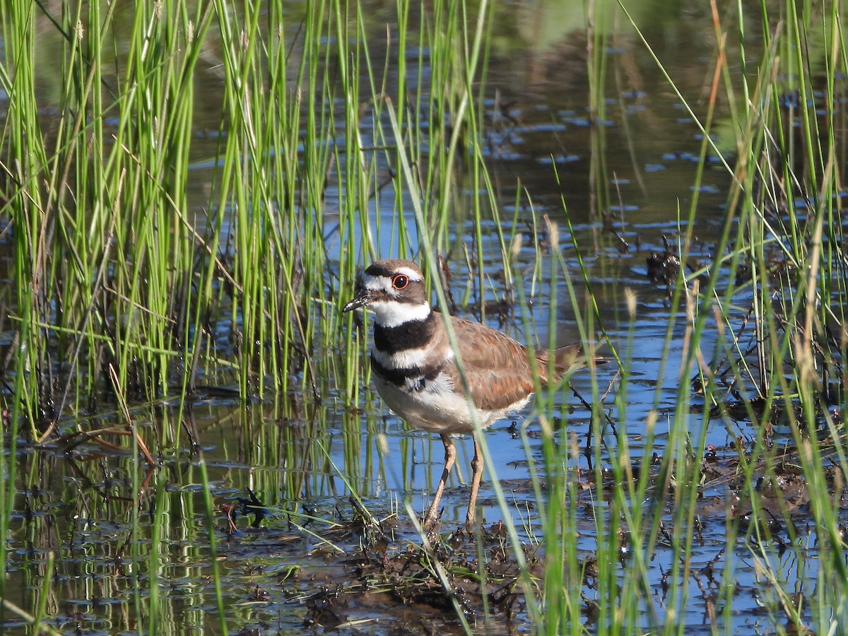 Killdeer - ML620451096