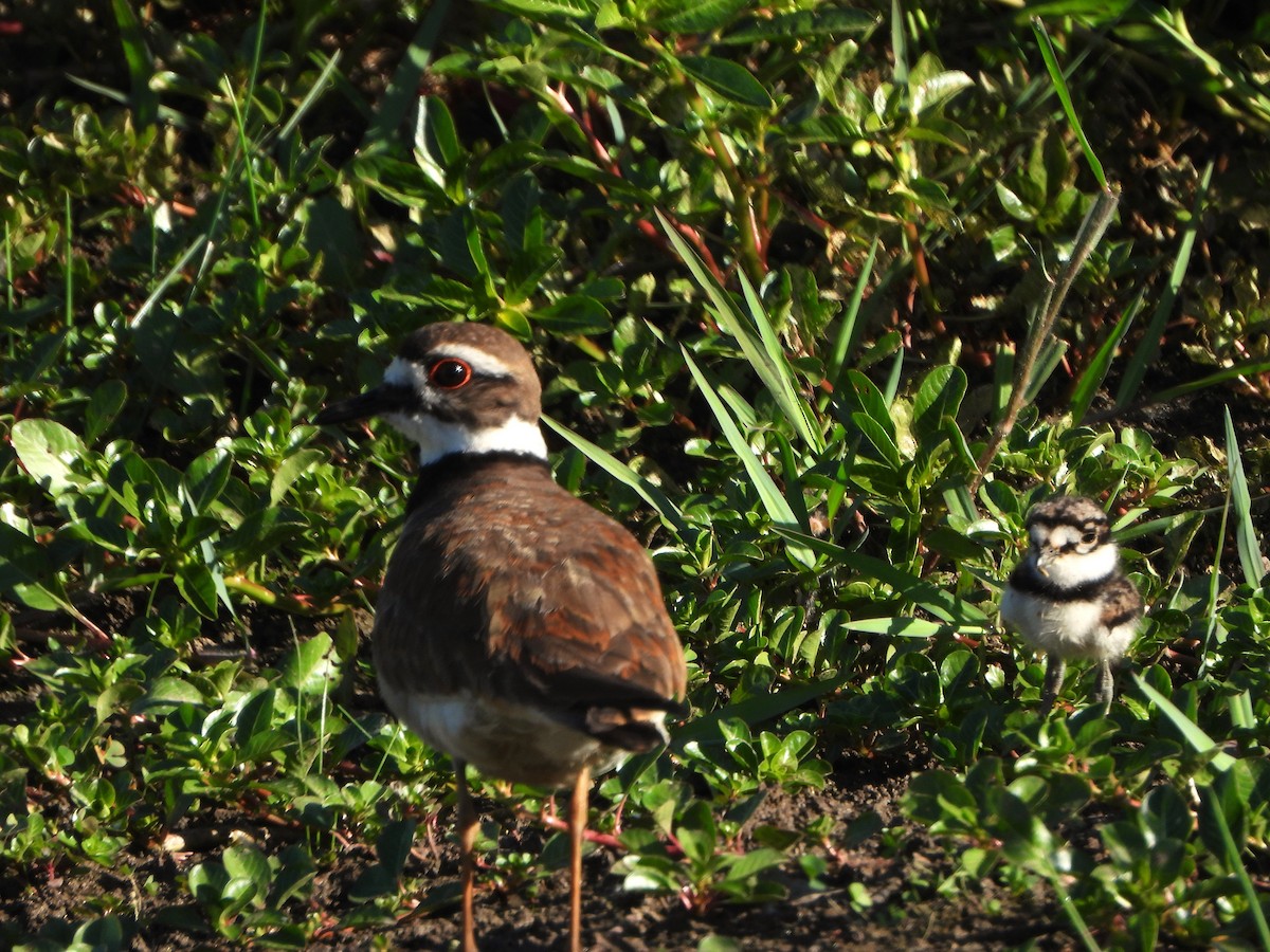 Killdeer - ML620451099