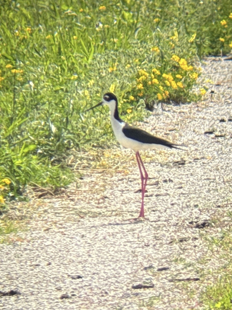 Black-necked Stilt - ML620451102