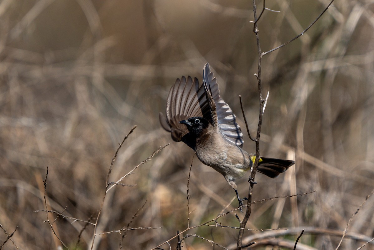 White-spectacled Bulbul - ML620451111