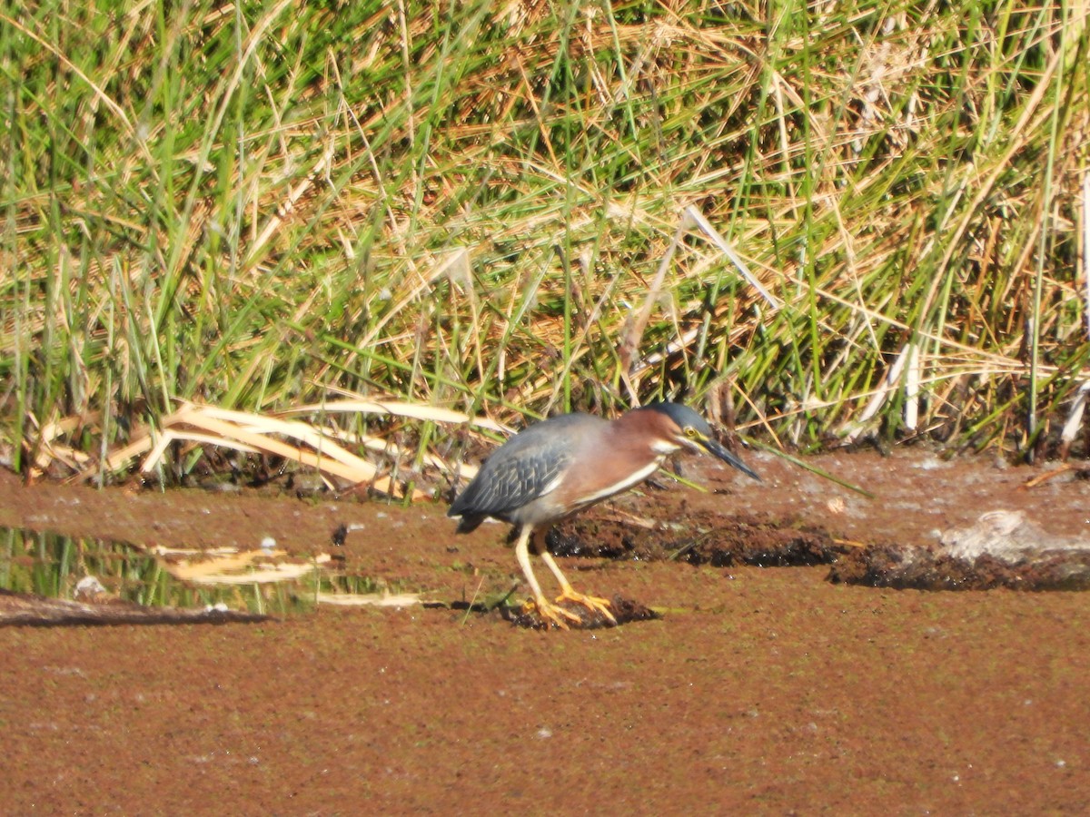 Green Heron - ML620451115