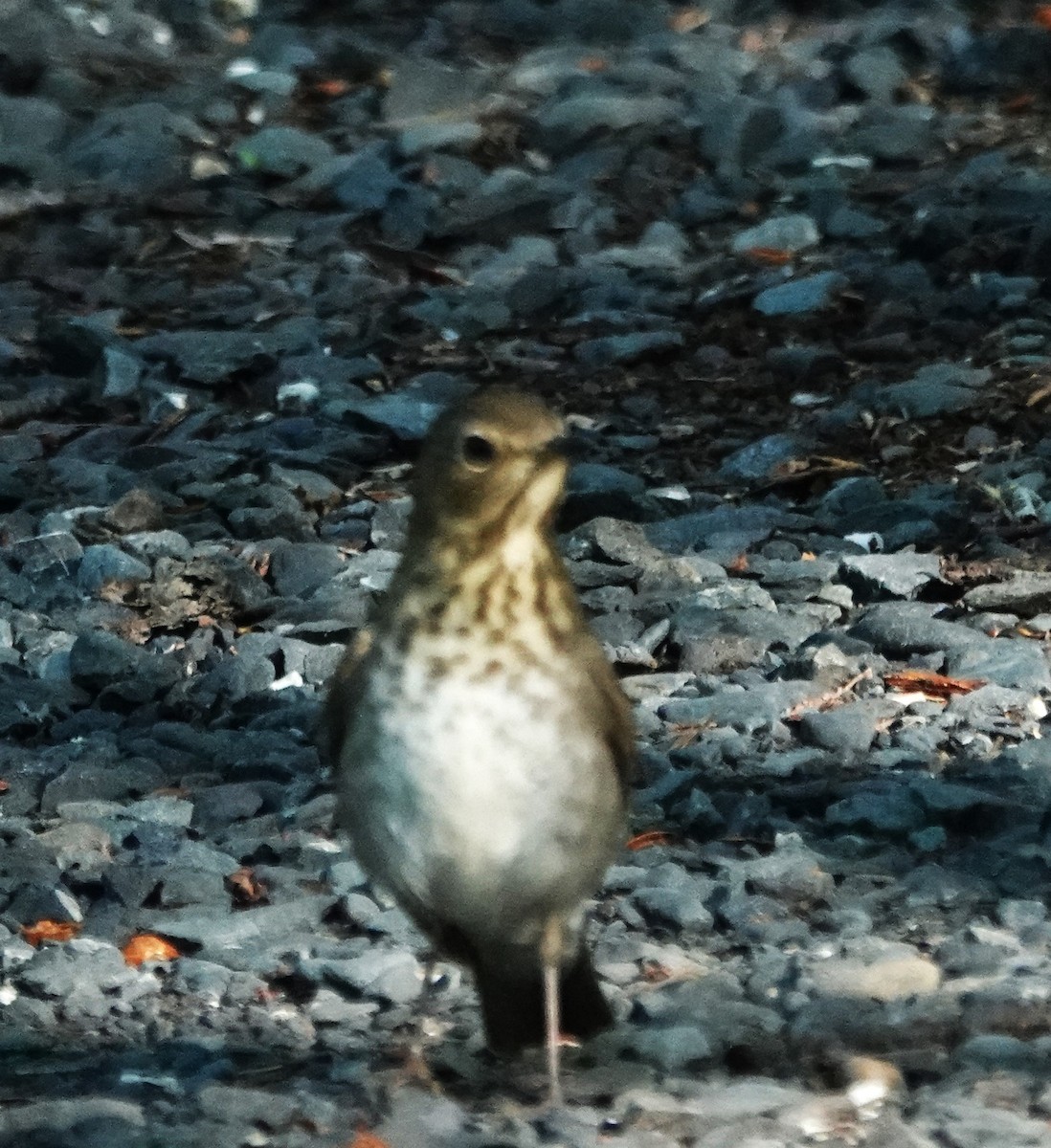 Swainson's Thrush - ML620451116