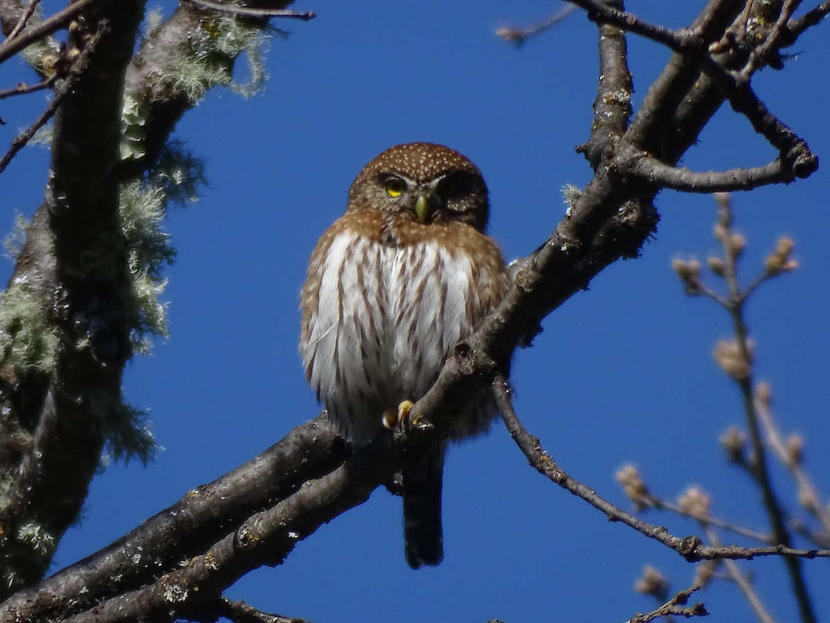 Northern Pygmy-Owl - ML620451118