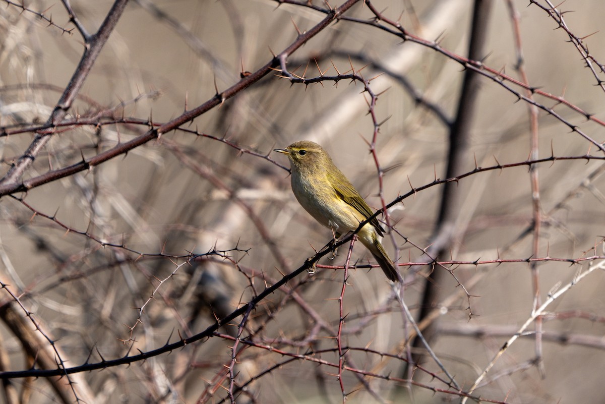 Common Chiffchaff - ML620451119