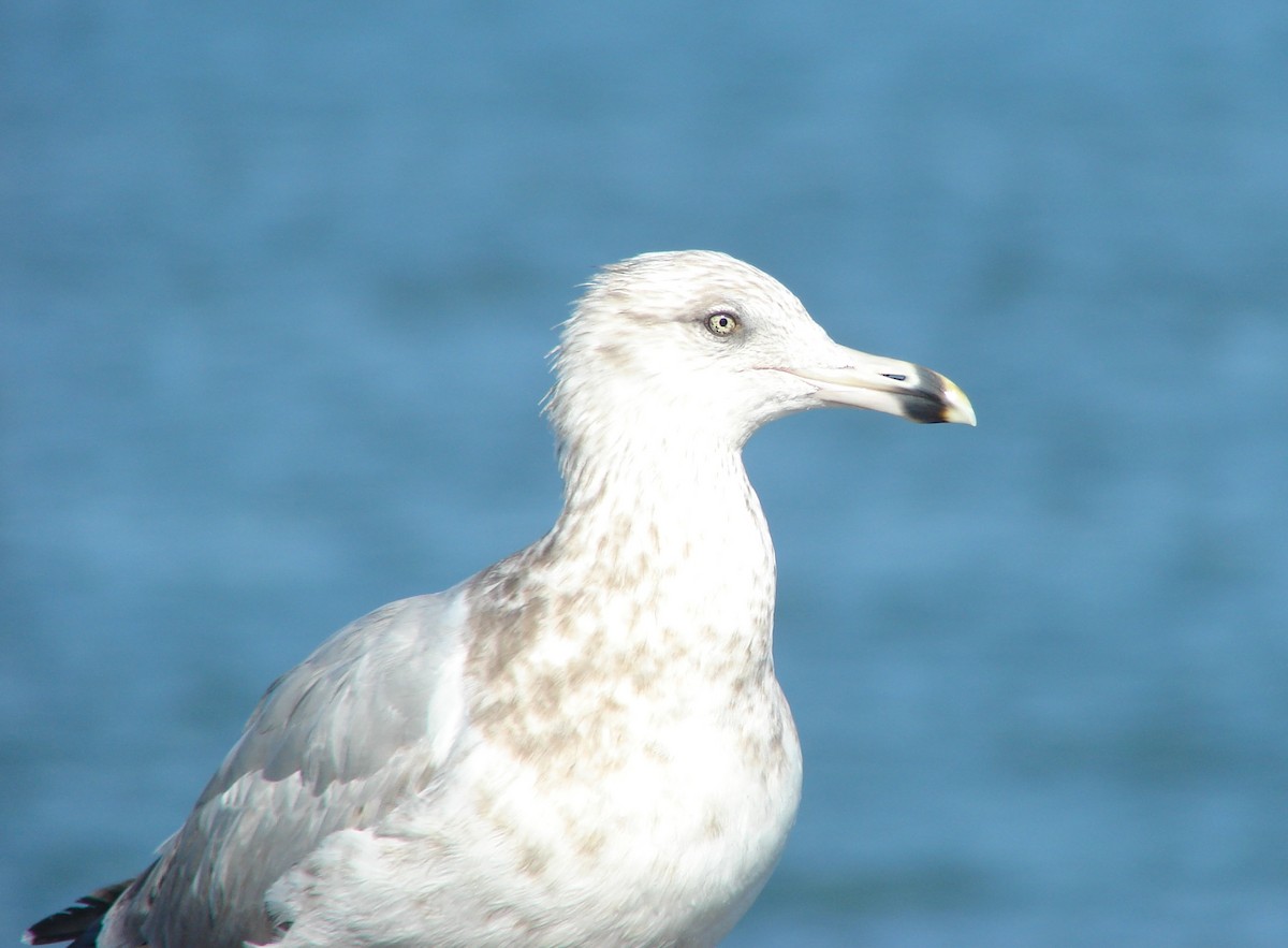 Gaviota Argéntea - ML620451126