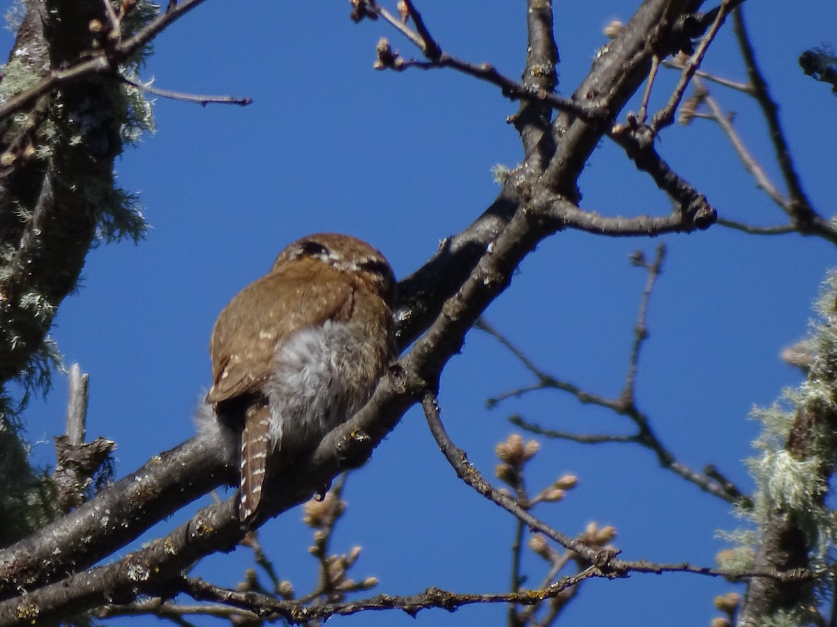 Northern Pygmy-Owl - ML620451130