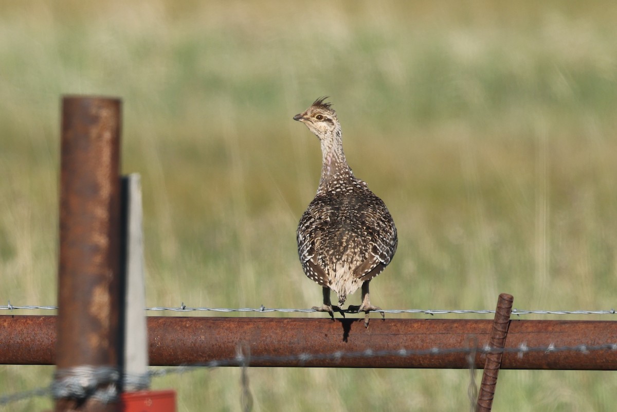 Sharp-tailed Grouse - ML620451131