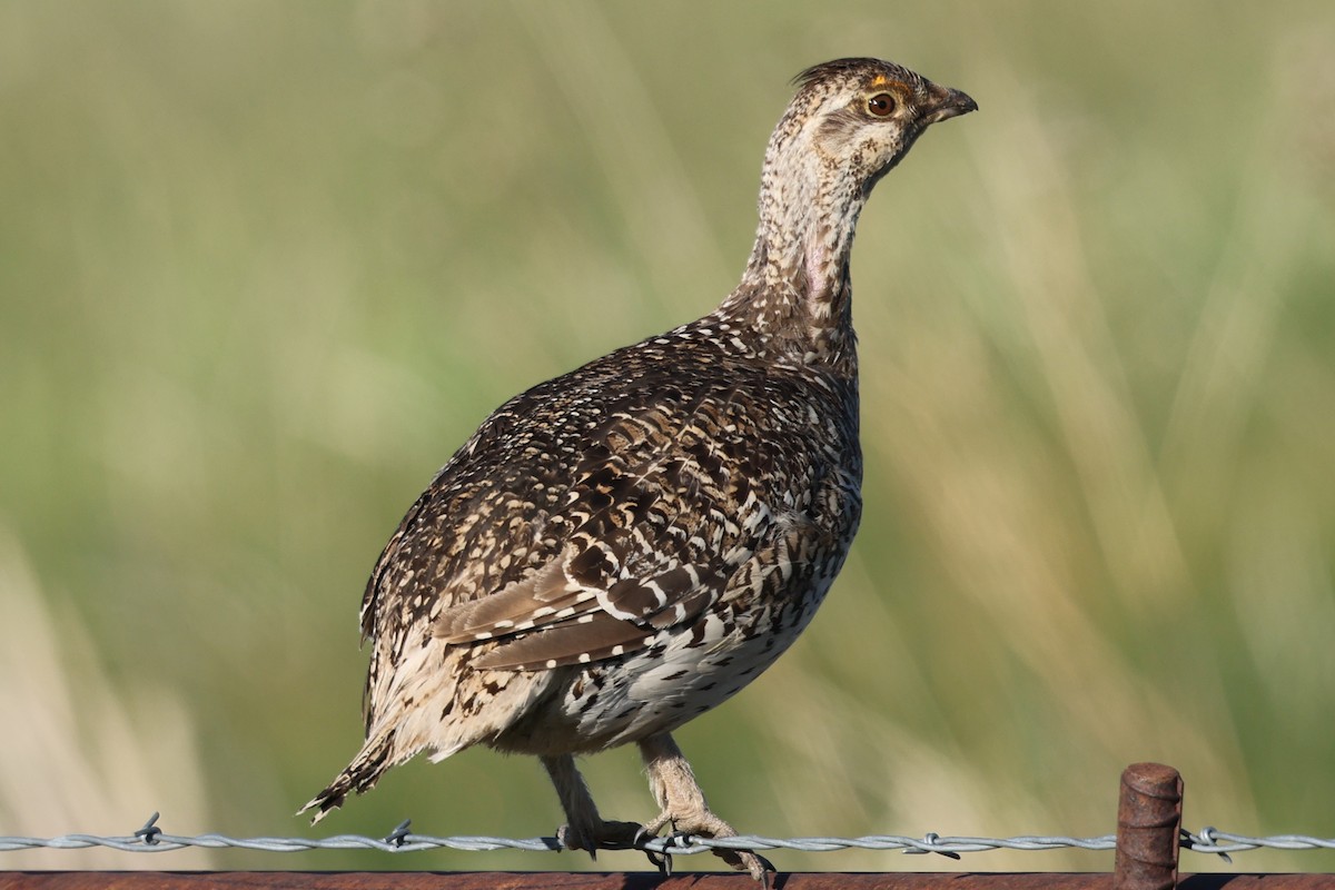 Sharp-tailed Grouse - ML620451132