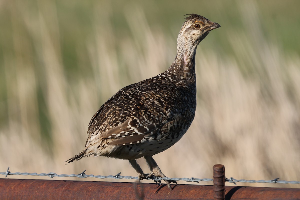 Sharp-tailed Grouse - ML620451133