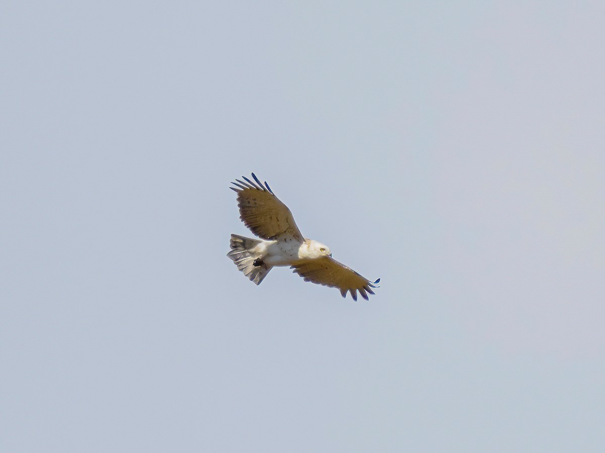 Short-toed Snake-Eagle - ML620451134