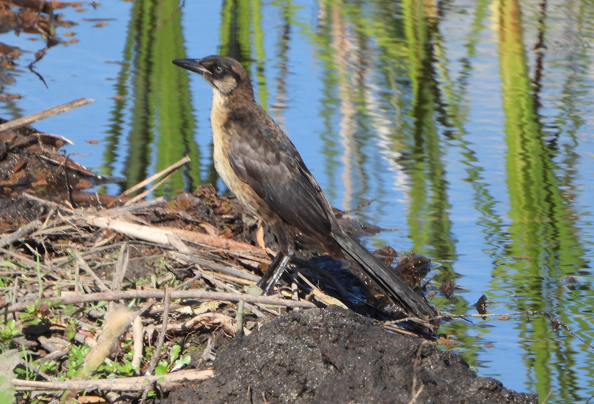 Great-tailed Grackle - ML620451136