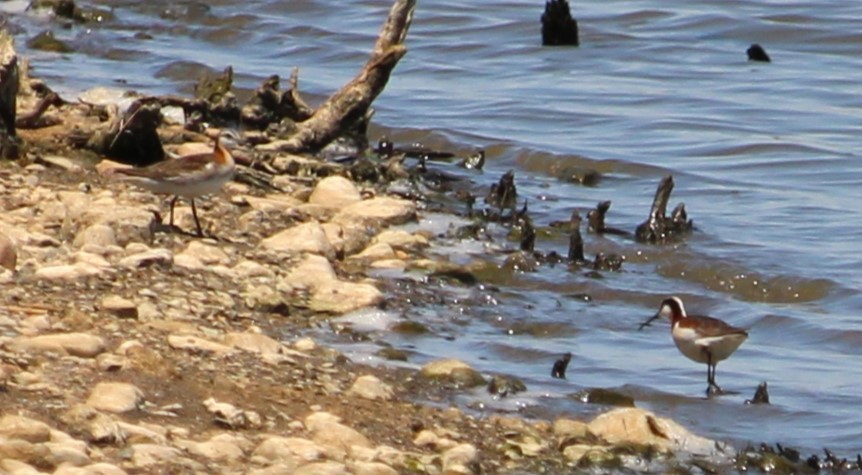 Wilson's Phalarope - ML620451146