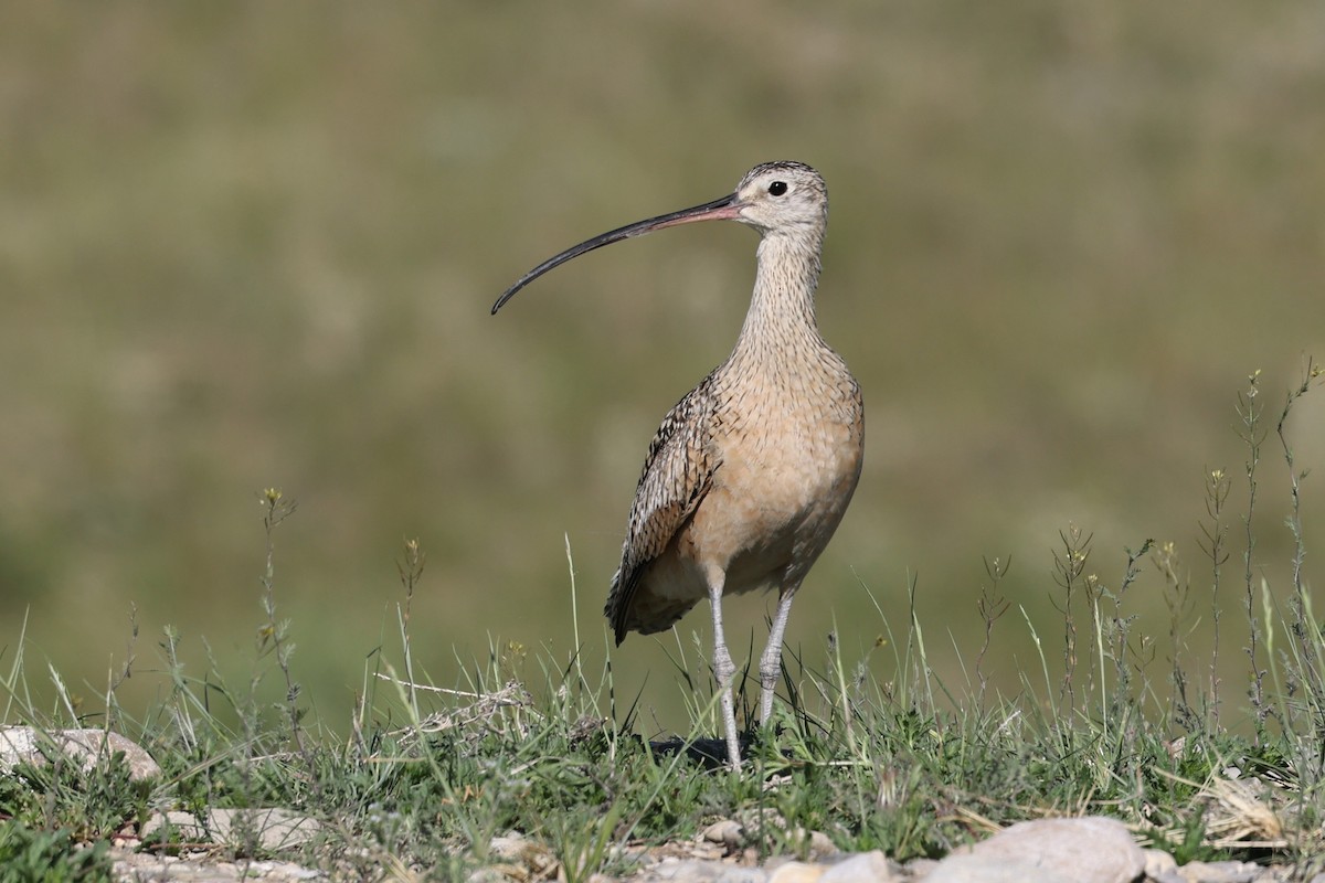 Long-billed Curlew - ML620451147