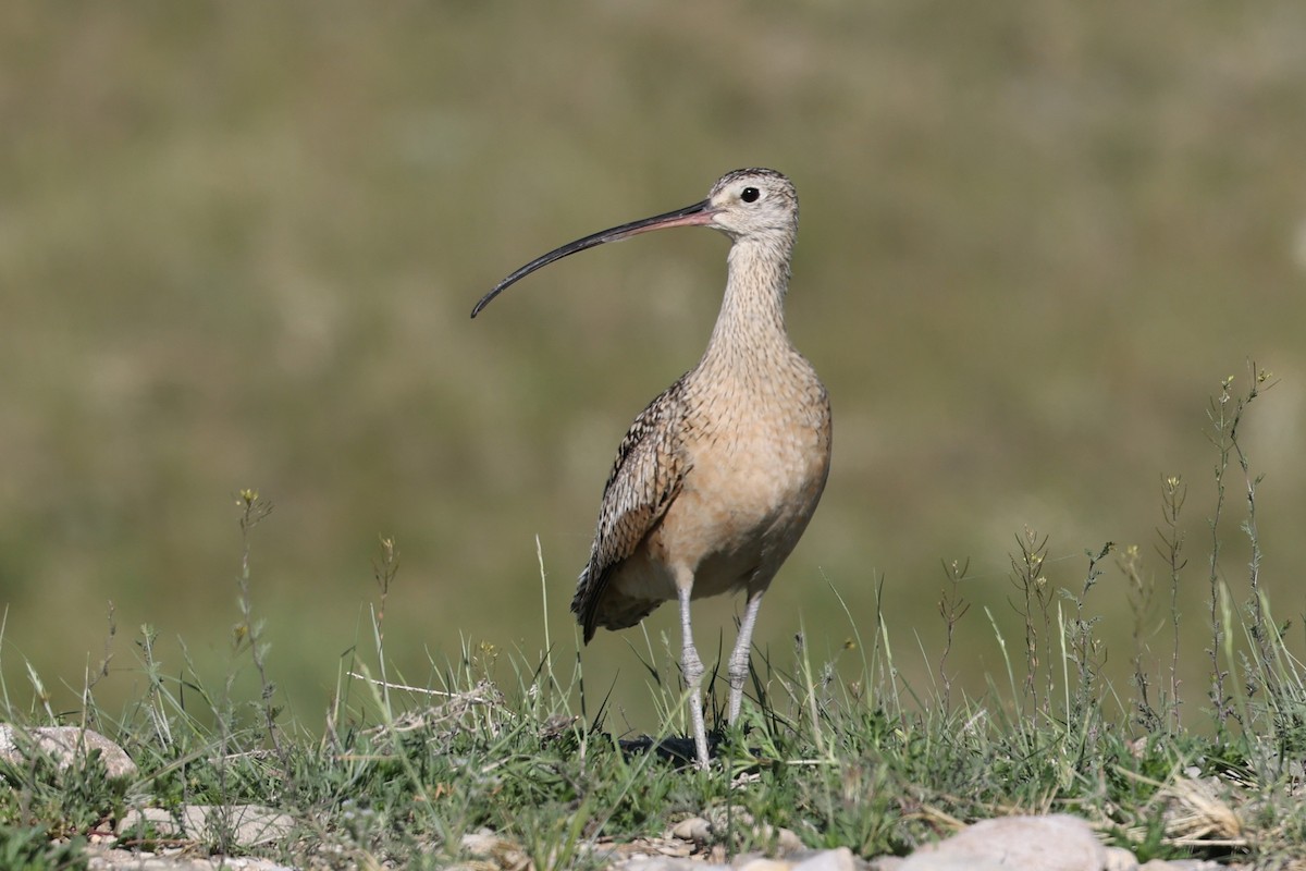 Long-billed Curlew - ML620451149