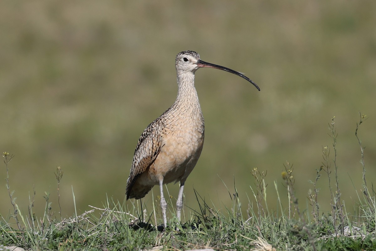 Long-billed Curlew - ML620451150