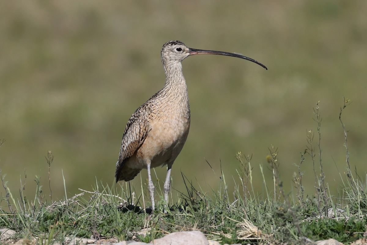 Long-billed Curlew - ML620451151