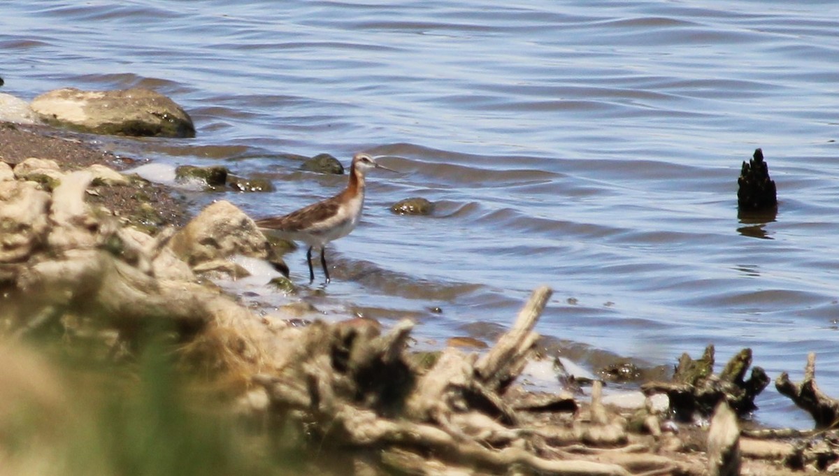 hvithalesvømmesnipe - ML620451152