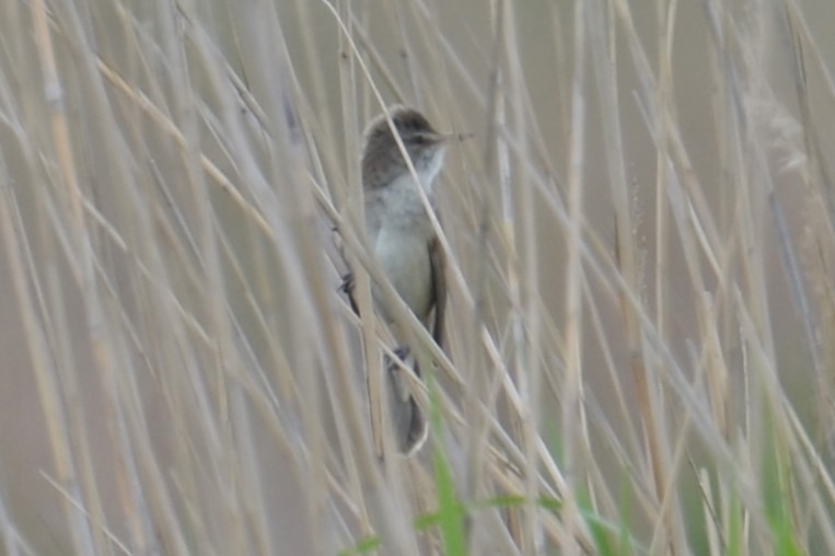 Great Reed Warbler - ML620451153