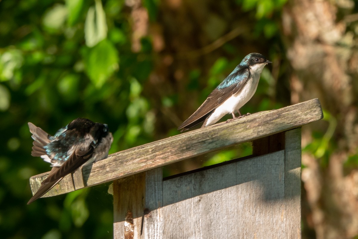 Tree Swallow - ML620451154